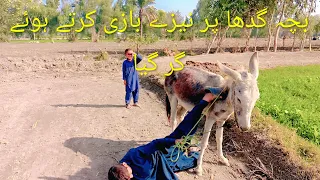 how animal donkey mating 2025 mating animal horsemating sexualmating subacribe