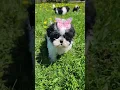 Angie McDuffee Dog Breeder of Cushing MN