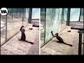 Download Lagu Moments of Animal Genius That Will Amaze You