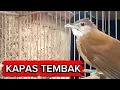  KAPAS TEMBAK GACOR NGEBREN NYIUL CIU