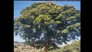 Bom dia 🌺
