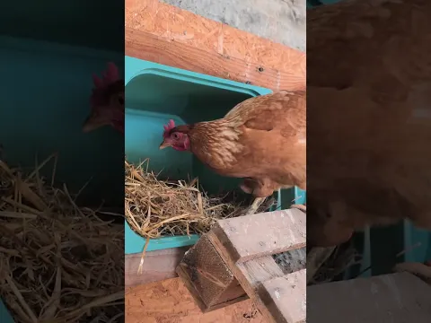 Creative DIY Chicken Coop Upgrades for Happy Hens!