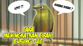 Download CARA MENINGKATKAN BIRAHI BURUNG PLECI ‼‼ MP3