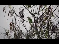 Download Lagu Grey-headed Barbet (Gymnobucco cinereiceps) calling Sound