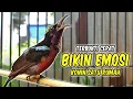 Download Lagu SUARA BURUNG KOLIBRI NINJA GACOR FULL ISIAN ROLL TEMBAK INI, BIKIN KONIN BAHAN IKUT TERPANCING EMOSI