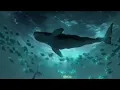 Flying Whales - Gojira (Intro 1hour loop)