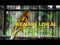 Download Lagu kenari Lokal Super gacor