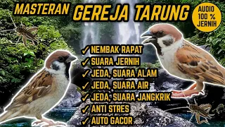 Download SUARA MASTERAN GEREJA TARUNG NEMBAK RAPAT ! JEDA, TERAPI AIR \u0026 ALAM. ANTI STRES ! MP3