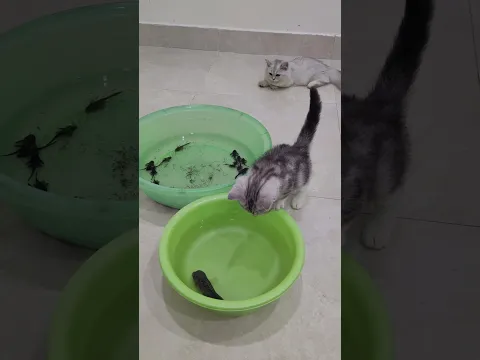 Baby cat sees fish for the first time 😹