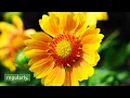 Blanket Flowers or Gaillardia: Grow and Care Tips