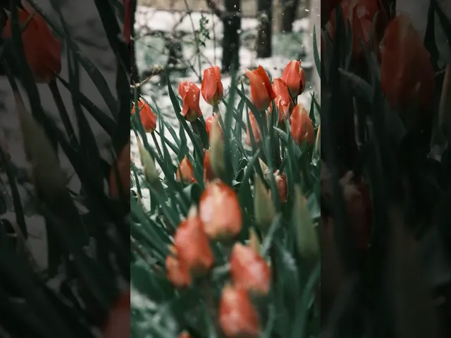 ⁣القران الكريم (الله يبسط الرزق لمن يشاء من عباده ويقدر له إن الله بكل شيء عليم)