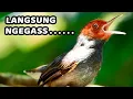 Download Lagu MASTERAN PRENJAK KEPALA MERAH GACOR 2 JAM TANPA IKLAN COCOK JUGA BUAT PANCINGAN/PIKAT~ JERNIH BERSIH