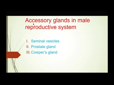 Download MP3 Male reproductive system- Accessory glands