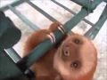 Adorable Sloth Squeak