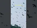 Download Lagu Tired of Being a Bird #bird #birds #pigeons #nature #fly #flying