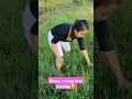 Download Lagu Nemu sarang ikan 🥰 #outdoors #fishing #survival #hunting #jiaamalia20 #jiasurvivalskills #cooking
