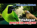 Download Lagu Masteran Cucak Ijo dengan Suara Tembakan Keras, Auto GACOR!