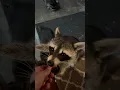 Download Lagu Well-mannered raccoons visit houses for snacks