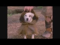 WISHBONE PAW PRINTS OF THIEVES