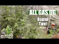 Humboldt All Gas OG Update Week 3 Autopot Grow