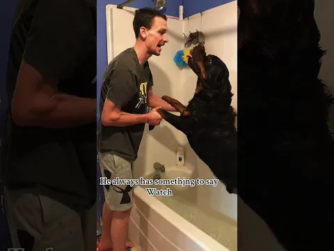 Explaining how my Rottweiler looks ferocious but he’s a baby #rottweiler #rottierumble #ryanprater4