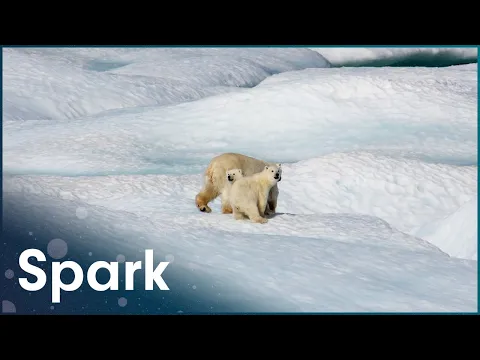 Video Play