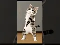 Download Lagu Dudy Dudy dam😃❤️#dudy#catTokComedy#
