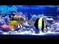 Download Lagu Finding Nemo: The Live Action Remake (Part 9)