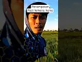 Lagu Penampakan padi terkena hama wereng #sawah #shorts #short #petanimuda #petani