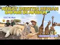 SAFARI DI AFRIKA: DIKENTUTIN ZEBRA, DICIUM \u0026 DIKEJAR JERAPAH 🤣