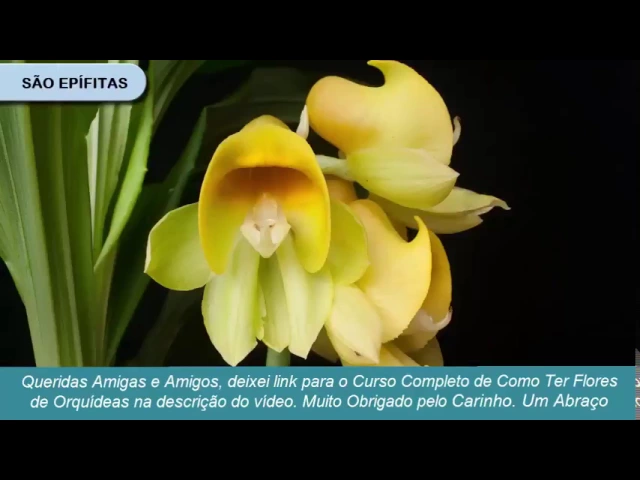 COMO CUIDAR DE ORQUIDEAS CATASETUM