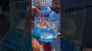 جمال الكناري ربي يبارك من سوق القريعة للطيور والحيوانات الأليفة بالدار البيضاء 