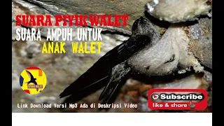 suara untuk piyik i anakan walet tidak mau kabur