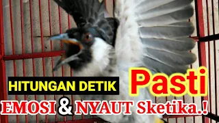 Download SUARA kutilang gacor INI PALING SUKSES bikin burung KUTILANG Laen NYAUT SEKETIKA MP3