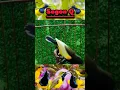 Download Lagu sogon fighter #short #shorts