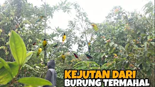 Download MIKAT BURUNG KUTILANG EMAS CUMA DI PINGGIR JALAN MP3