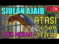 Download Lagu TERAPI SIULAN UNTUK BURUNG ANIS MERAH AGAR MAU TELER