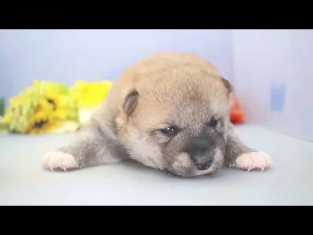 動画