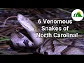 The Six Venomous Snakes of North Carolina How To Identify A Venomous Snake