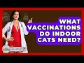What Vaccinations Do Indoor Cats Need - Ask A Pet Vet