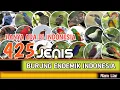 Lagu BURUNG ENDEMIK // 425 JENIS BURUNG ENDEMIK DI INDONESIA.