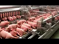 Download Lagu Inside the Factory - Processing Hundreds of Pigs on a Modern Production Line