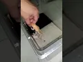 albino bull frog bite
