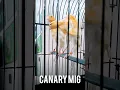 Download Lagu بعض الكناري المميز #عصفور #طيور #عصافير #كنار #canary #birds #kenari #canarias #canario #كناري #1k