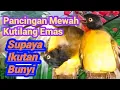 Pancingan Kutilang Emas Supaya Ikutan Bunyi Gacor
