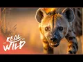 The Bone-Crushing Jaws Of African Hyenas | Race Of Life | Real Wild