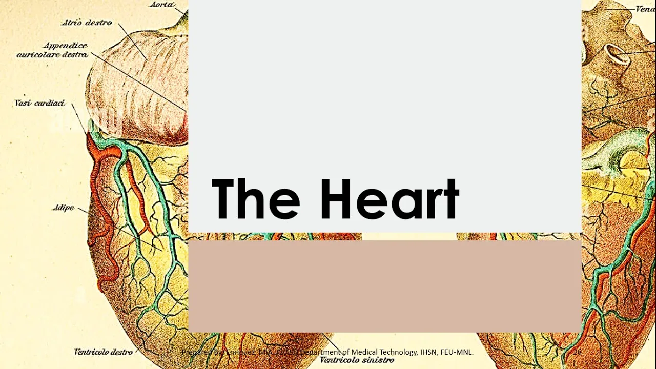 Basic Anatomy & Physiology 12 | THE HEART   Reference   Seeley's