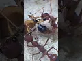 Download Lagu Head shot(Myrmecia Gulosa)