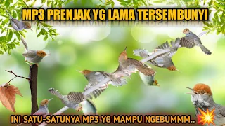 Download suara pikat PRENJAK MP3