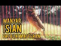 Download Lagu Masteran burung Manyar Gacor Isian Bagus Buat Masteran dan Pancingan Anakan Manyar